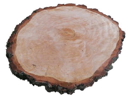 Plaster brzoza 40 cm średnicy