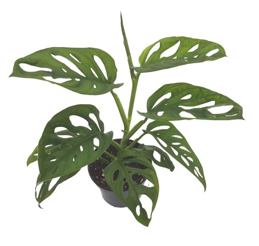 PHILODENDRON MONSTERA MONKEY MASK PNĄCZE OZDOBA DONICZKOWA