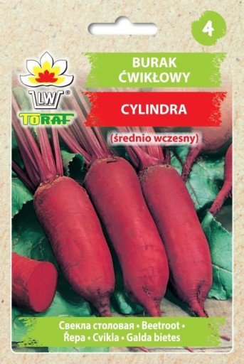 Burak ćwikłowy Cylindra, podłużny (średnio wczesny) - nasiona