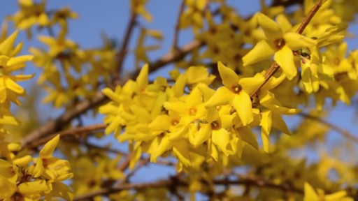 FORSYCJA POŚREDNIA - ŻÓŁTY ZWIASTUN WIOSNY