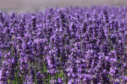 LAWENDA PACHNĄCA ANGUSTIFOLIA Z DONICY 612