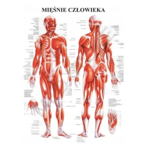 Tablica anatomiczna plansza plakat UKŁAD MIĘŚNIOWY