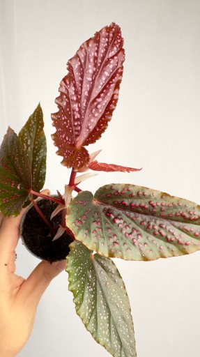 Begonia Maculata pink spot
