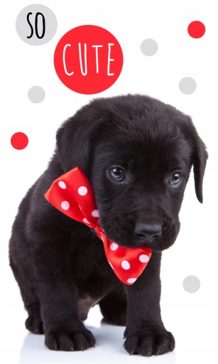 Piesek pies dog RĘCZNIK DO RĄK PRZEDSZKOLA 30X50