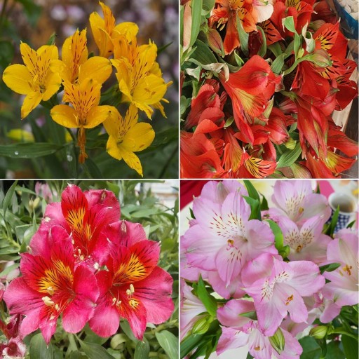 Alstroemeria mix 4szt