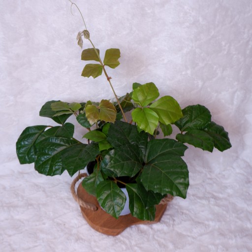 CISSUS RHOMBIFOLIA CISUS ROMBOLISTNY d.13cm