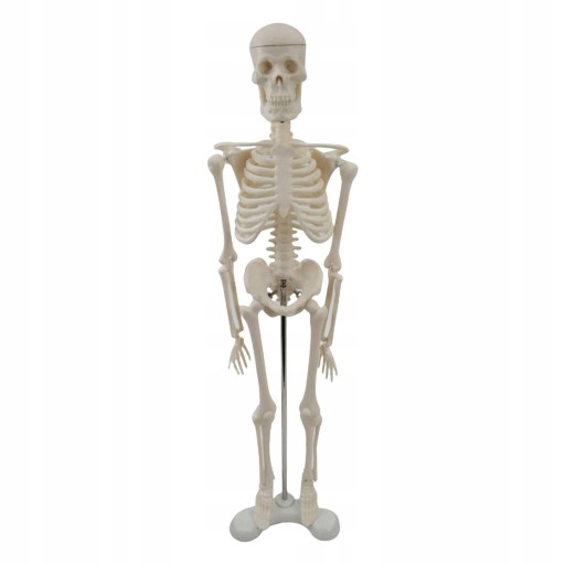 Model anatomiczny szkieletu człowieka z ruchomymi