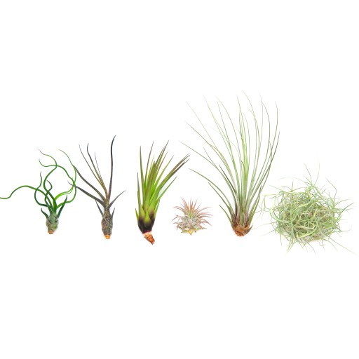 Tillandsia, oplątwa Zestaw 6szt NA POCZĄTEK