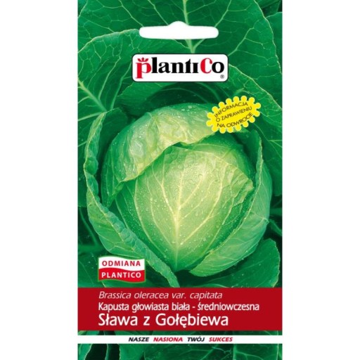 PlantiCo Kapusta biała głow. Sława z Gołębiewa 2g