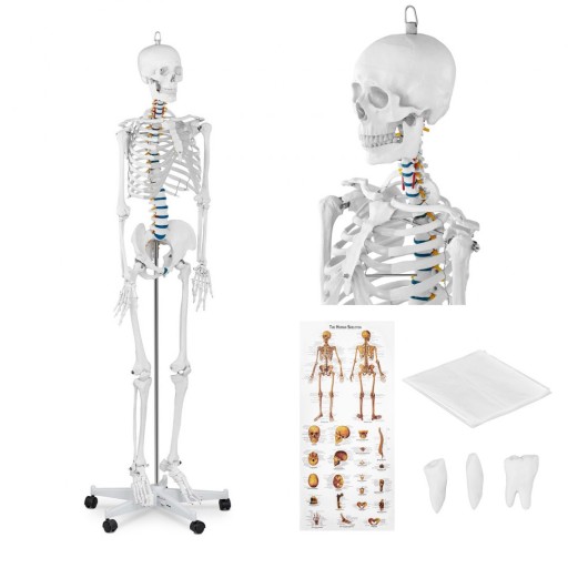 SZKIELET CZŁOWIEKA MODEL ANATOMICZNY 176CM +PLAKAT