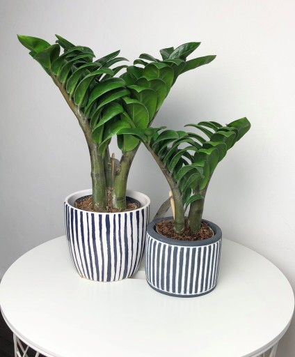 ZAMIOCULCAS ZENZI ZAMIOKULKAS MINI