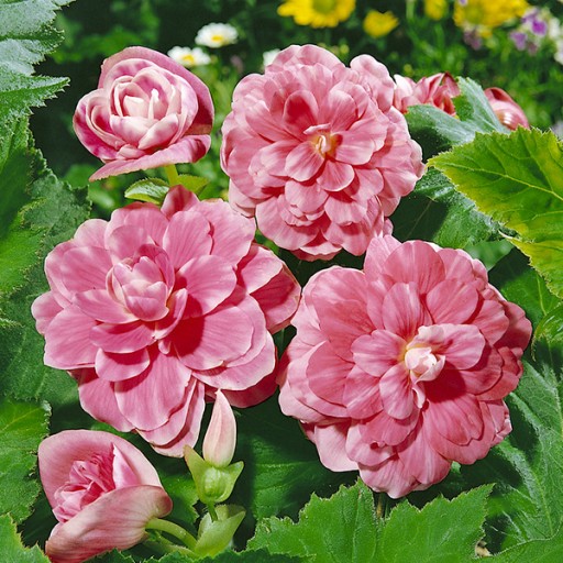Begonia Dwukolorowa Camelia bulwy 1 szt