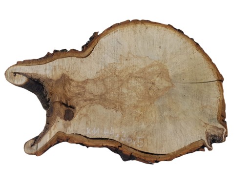Plaster Kasztana 44x36cm Duży Wybór Pod Żywicę