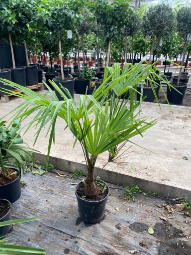 PALMA tachycarpus fortunei (Szorstkowiec) L