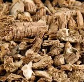Szczeć pospolita 500g korzeń szczeci