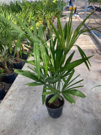 PALMA tachycarpus fortunei (Szorstkowiec) M