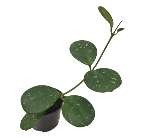 HOYA HOJA OBOVATA SADZONKA DO DOMU