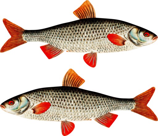 2x NAKLEJKI wędkarskie PŁOĆ 75 cm płotki samochód