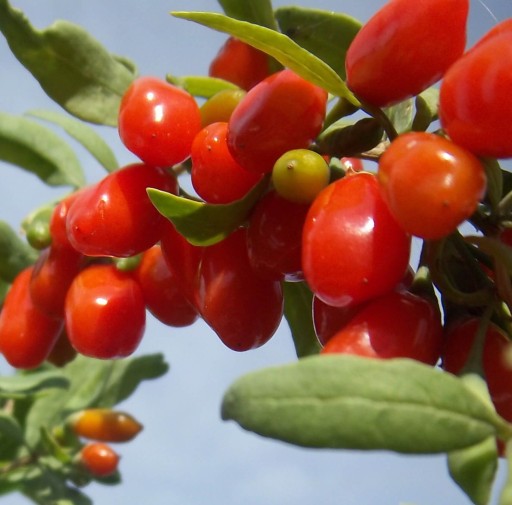 Jagoda GOJI - SADZONKA BIG BERRY WITAMINY