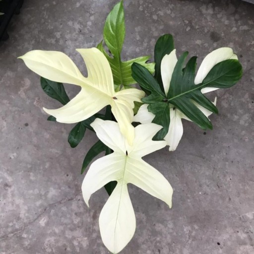 PHILODENDRON 'Florida Ghost'
