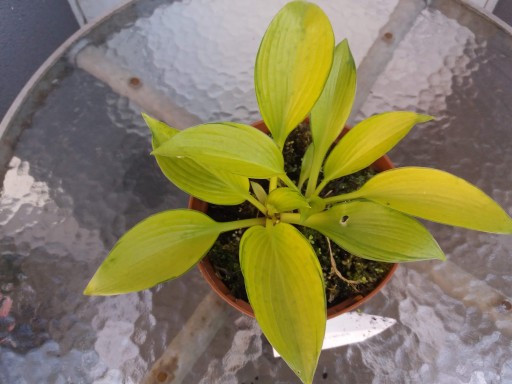 Hosta 'June Fever' funkia