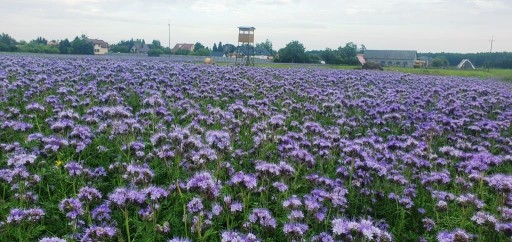 Facelia błękitna nasiona 1 kg