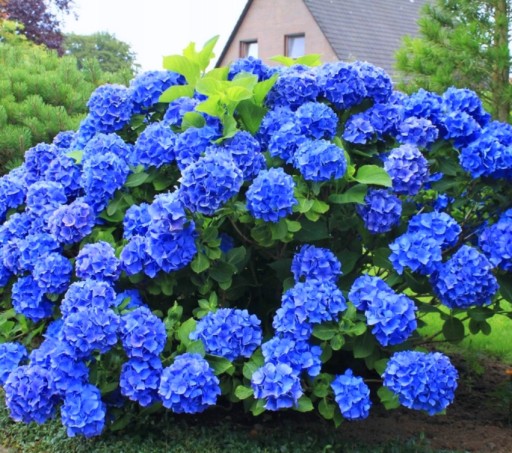 Hortensja Ogrodowa Niebieska NIKKO BLUE Hydrangea Macrophylla Sadzonka 1L