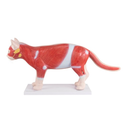 Anatomiczny Model Kota