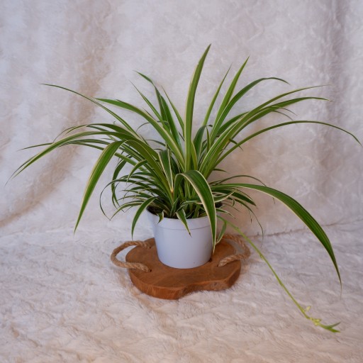 ZIELISTKA STERNBERGA DUŻA gęsta d.13cm