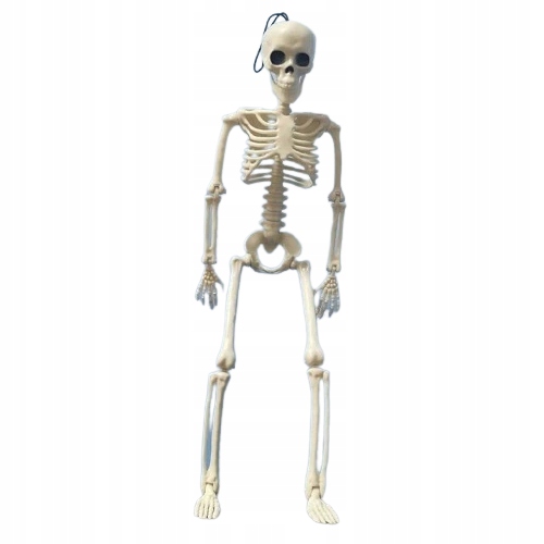 MODEL ANATOMICZNY SZKIELETU CZŁOWIEKA