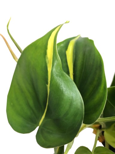 PHILODENDRON BRASIL MINI