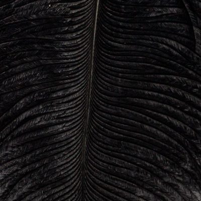 Pióro Strusia Naturalne Farbowane FD Ostrich Herl Black FD1915