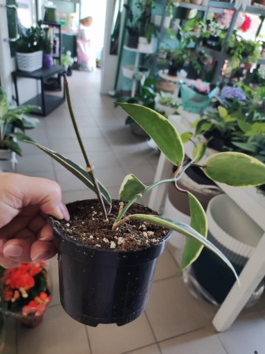 Hoja hoya macrophylla albomarginata