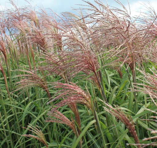 MISKANT MISCANTHUS CHIŃSKI FLAMINGO