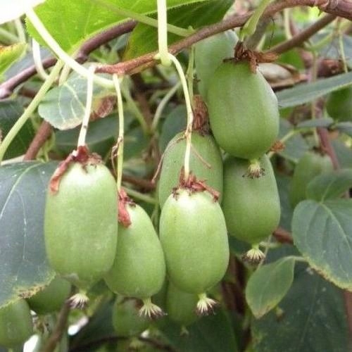 MINI KIWI dr Szymanowski AKTINIDIA Samopylna