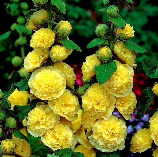 Alcea Malwa ŻÓŁTA sadzonka malwy 1SZT XXL WYS24H