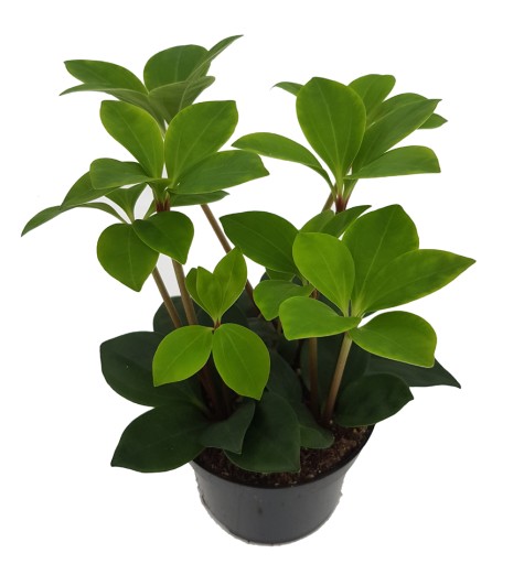 PEPEROMIA PERESKIFOLIA ROŚLINA DOMOWA