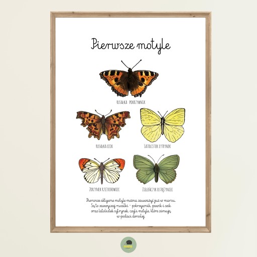 Plakat edukacyjny dla dzieci motyle wiosenne A4 Montessori