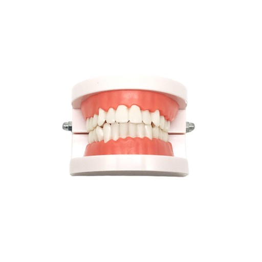 Standardowy Model Zęba Dentystycznego