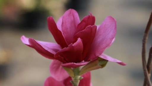 Magnolia IAN`S RED intensywnie czerwone kwiaty