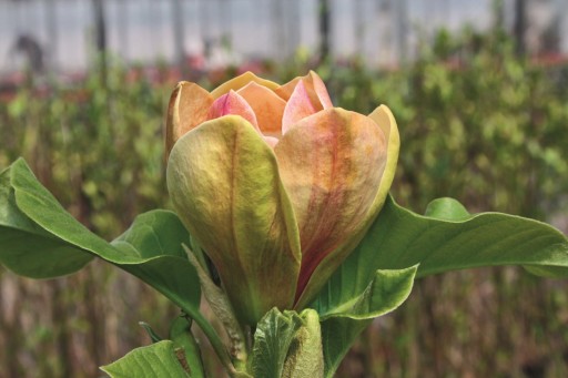Magnolia SUNSATION tulipanowe kwiaty cudowna