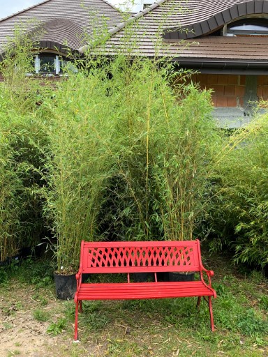 BAMBUS DRZEWIASTY PHYLLOSTACHYS F. SPECTABILIS 18L