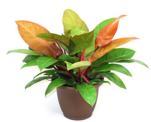 PHILODENDRON 'Prince of Orange' Filodendron