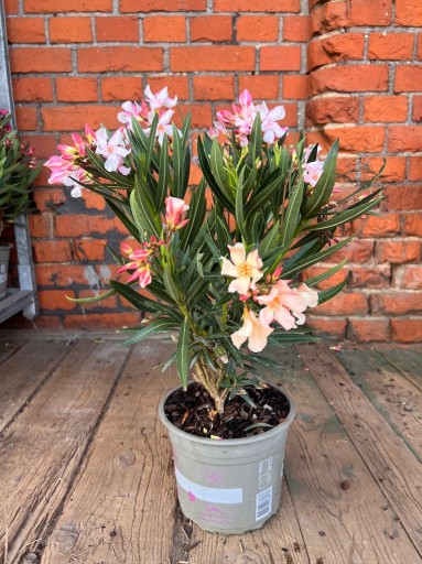 Nerium oleander 2-KOLORY I kwiaty W DWÓCH KOLORACH ŻÓŁTO RÓŻOWY