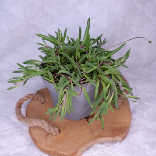 STARZEC SENECIO HERREIANUS PURPLE FLUSH d.11cm