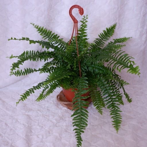 NEPHROLEPIS EXALTATA BOSTON NEFROLEPIS PAPROĆ XL don. wisząca 19cm