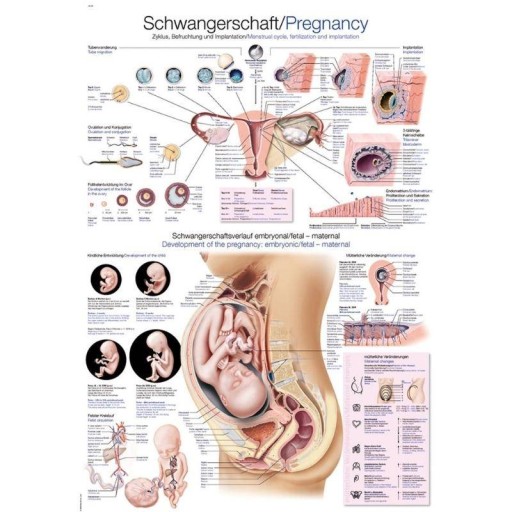 Tablica anatomiczna - CIĄŻA (ENG/DE) - 70x100 cm