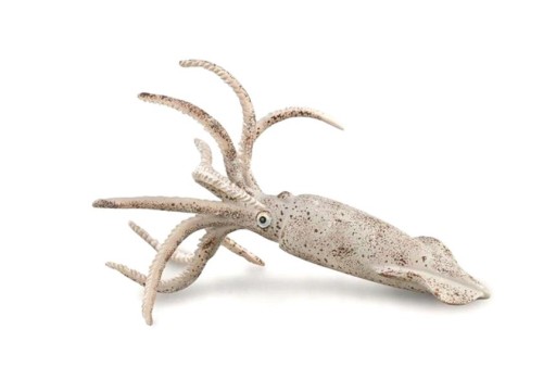 BELEMNIT, COLLECTA