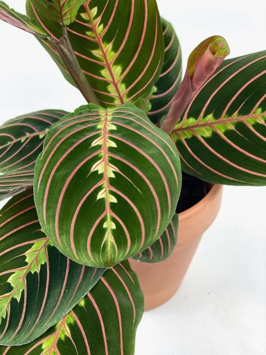 MARANTA LEUCONEURA RED STRIPE
