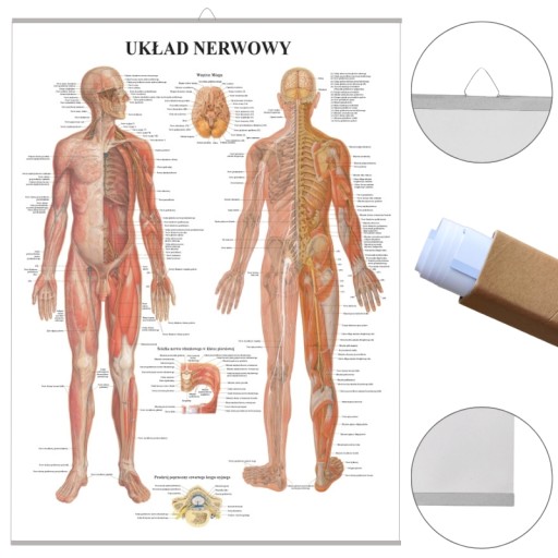 Plansza tablica anatomiczna UKŁAD NEROWOWY PL